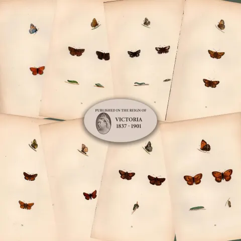 Collection of 8 Antique 129 Years-Old Rev Morris Butterflies Woodblock Engravings-8.