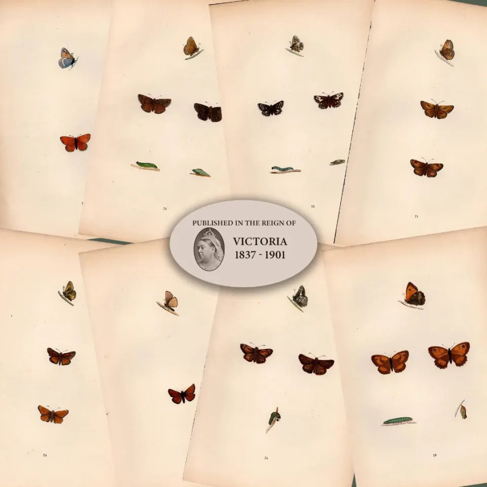 Collection of 8 Antique 129 Years-Old Rev Morris Butterflies Woodblock Engravings-8.