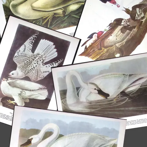 Job-Lot John James Audubon Birds of America 72-Year-Old Coloured Book Plates-25