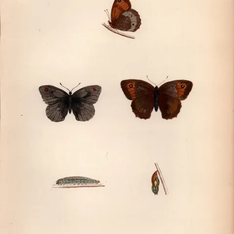 Large Meadow Brown Coloured Antique Butterfly Plate Rev Morris-56.
