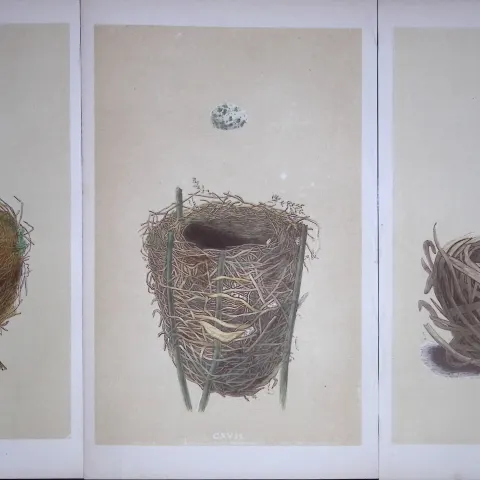 Job-Lot Bird Nests Willow, Reed, Savi Warbler Rev Morris Antique Engravings-1