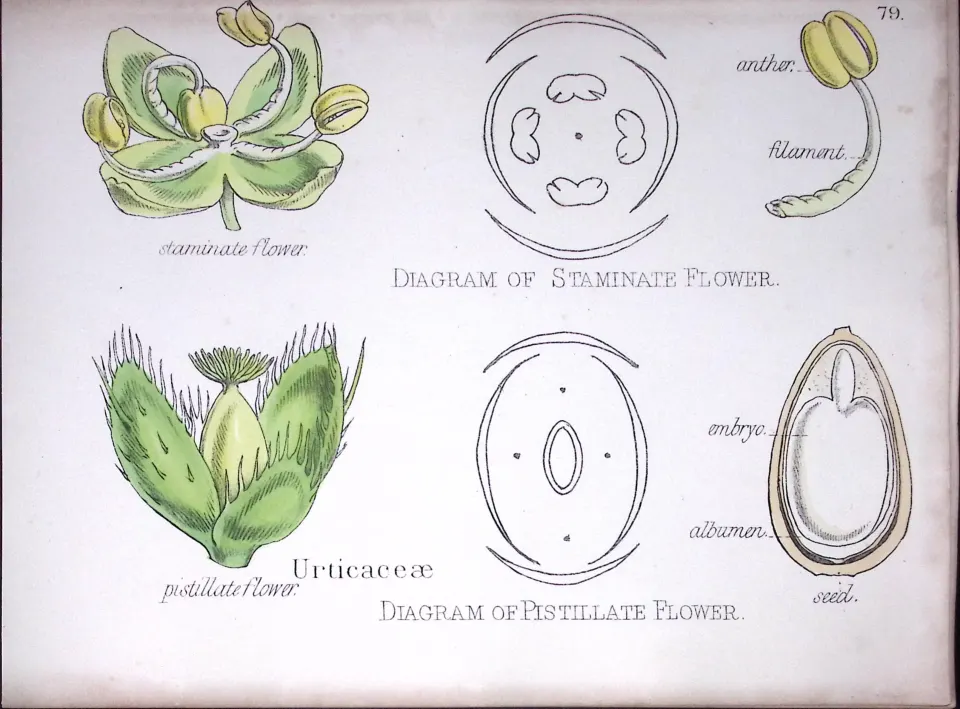 The Nettle Family Botanical Flower Diagram Rare Antique First Edition Illustration-79