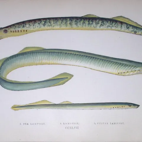 Sea, Silver Lampreys Fish Scarce Antique 1877 J. Couch Woodblock Engraving-157