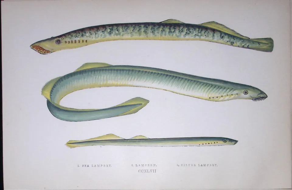 Sea, Silver Lampreys Fish Scarce Antique 1877 J. Couch Woodblock Engraving-157
