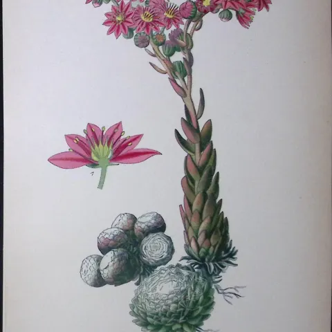 Cobwebby Houseleek Edward Step Rare Antique Botanical Book Plate-99
