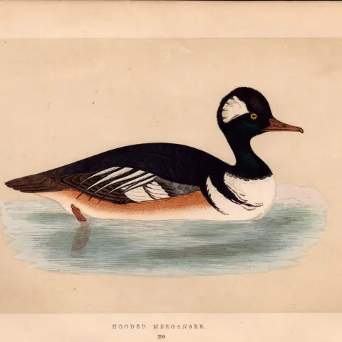 Hooded Merganser  Rev Morris Antique History of British Birds Engraving.