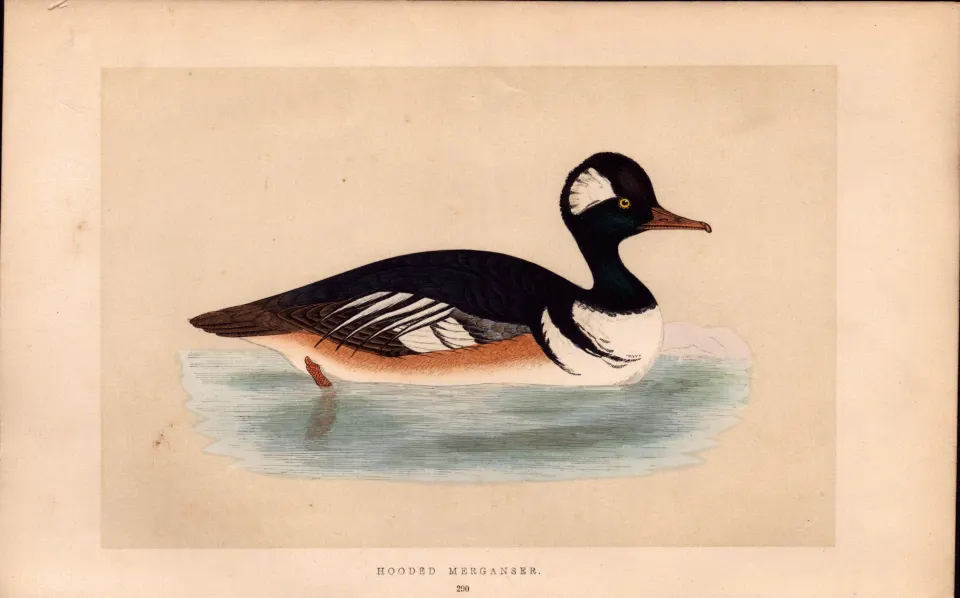 Hooded Merganser  Rev Morris Antique History of British Birds Engraving.