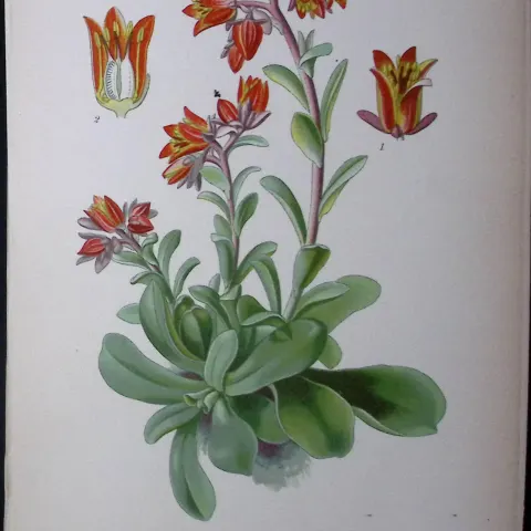 Cotyledon Retusa Flower Edward Step Rare Antique Botanical Book Plate-95