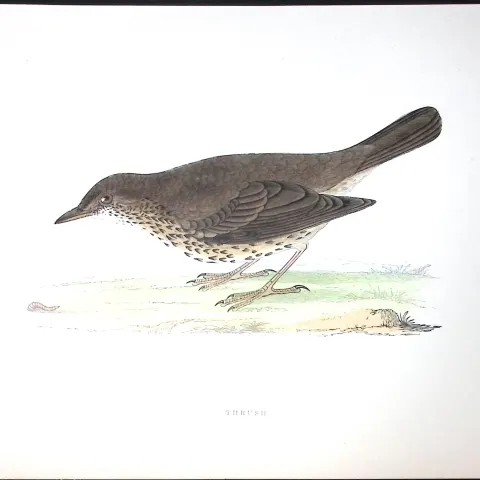 Thrush Rev Morris Antique History of British Birds 130 Years-Old Engraving-89