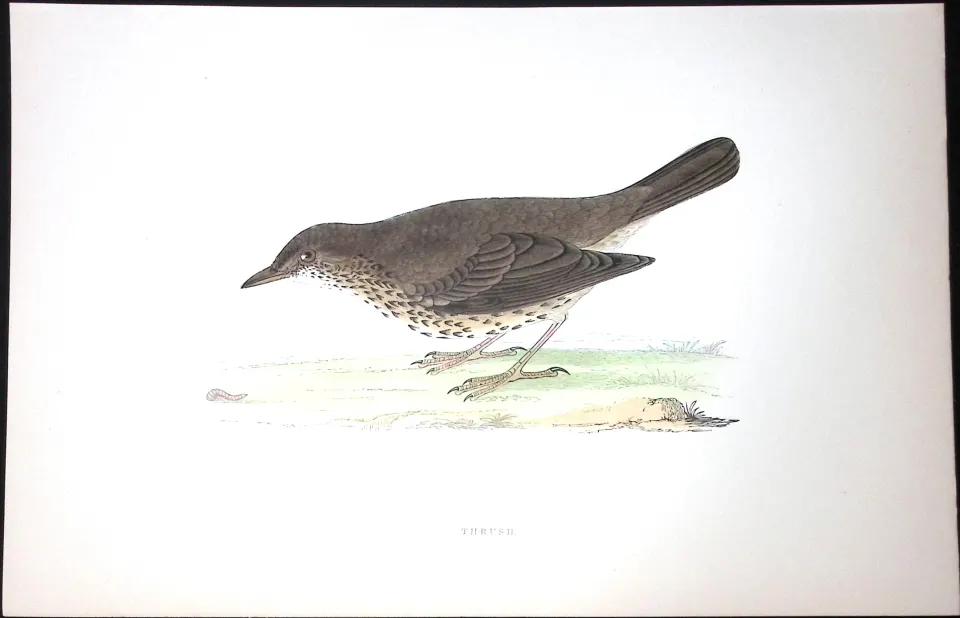 Thrush Rev Morris Antique History of British Birds 130 Years-Old Engraving-89