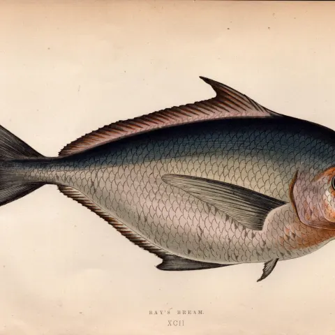 Ray’s Bream 1868  Antique Johnathan Couch Coloured Fish Engraving.