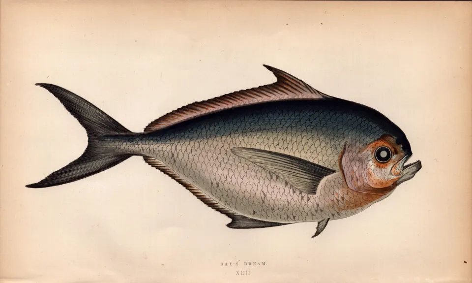 Ray’s Bream 1868  Antique Johnathan Couch Coloured Fish Engraving.