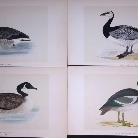 Job-Lot The Goose Family Rev Morris Antique Coloured Birds Engravings-7