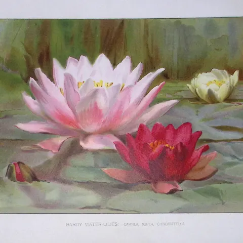 Hardy Water-Lillies Flower Antique Edwardian Robert Thompson Coloured Print-8