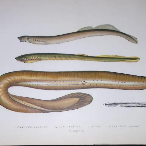Planners’ Mud, Borer, Lampreys Fish Scarce Antique 1877 J. Couch Woodblock Engraving-158