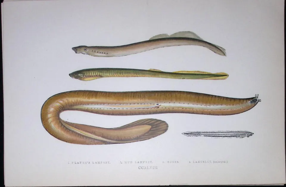 Planners’ Mud, Borer, Lampreys Fish Scarce Antique 1877 J. Couch Woodblock Engraving-158