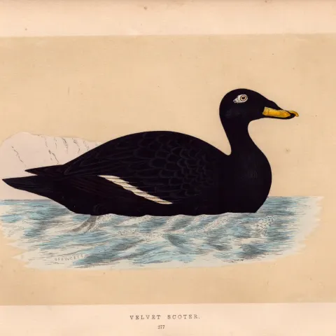 Velvet Scoter Rev Morris Antique History of British Birds Engraving.