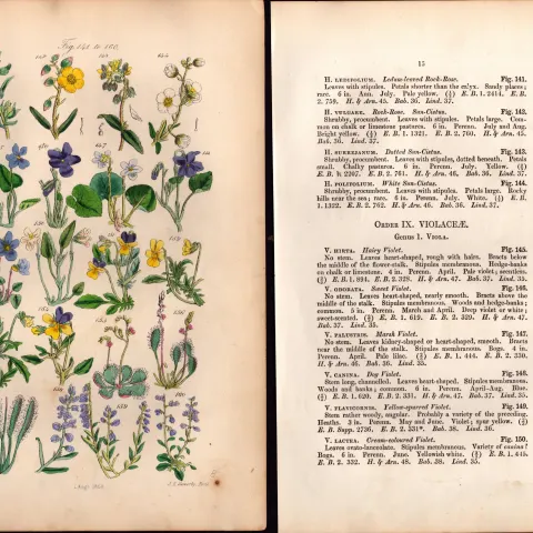 Sowerby Antique  Rock Rose, Sweet Violet, Corn Pansy, Sun-Dew, Milk-Wort, Dog Violet-8-Set-2.