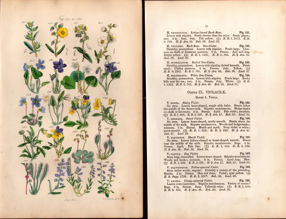Sowerby Antique  Rock Rose, Sweet Violet, Corn Pansy, Sun-Dew, Milk-Wort, Dog Violet-8-Set-2.