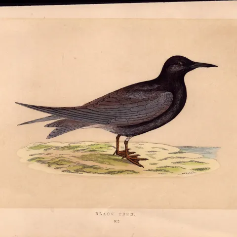 Black Tern  Rev Morris Antique History of British Birds 170 Year-Old Engraving.
