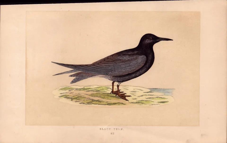 Black Tern  Rev Morris Antique History of British Birds 170 Year-Old Engraving.
