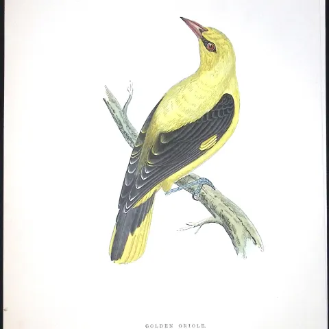 Golden Oriole Rev Morris Antique History of British Birds 130 Years-Old Engraving-95