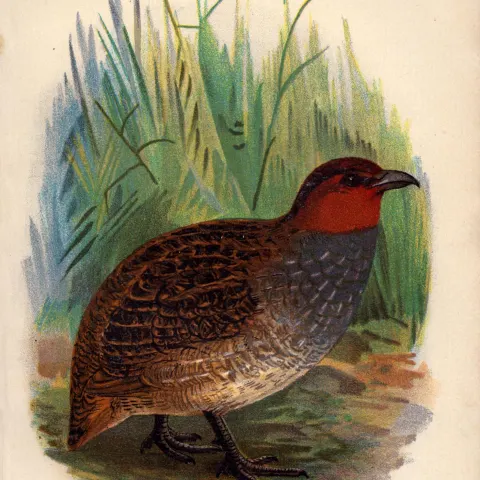 Hoses Long-Billed Francolin Antique 1896 WR Ogilvie Grant Print.