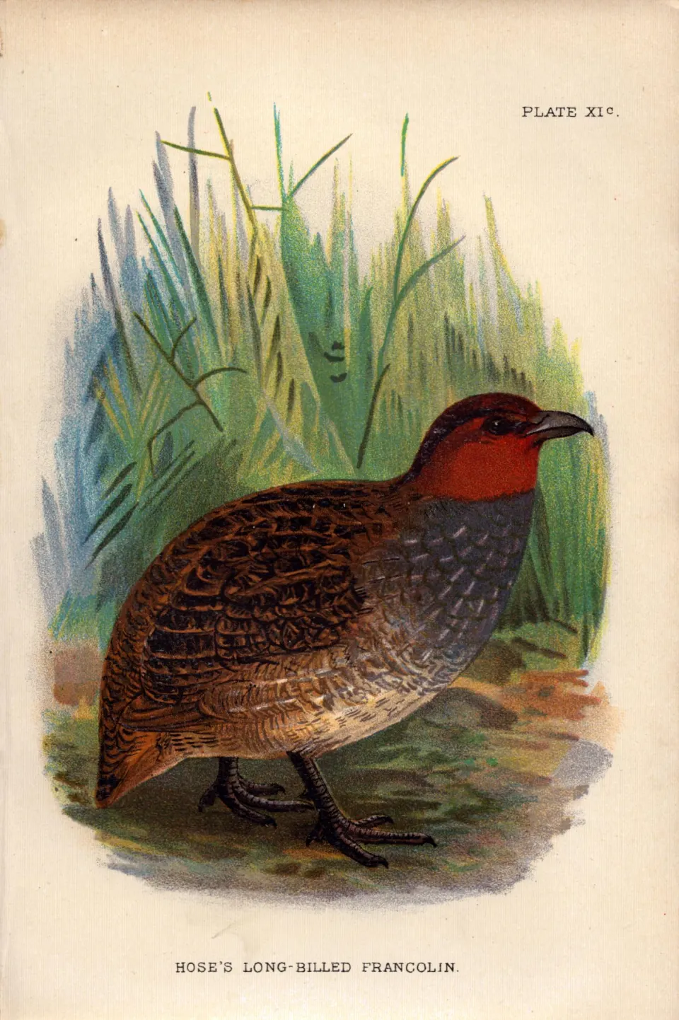 Hoses Long-Billed Francolin Antique 1896 WR Ogilvie Grant Print.