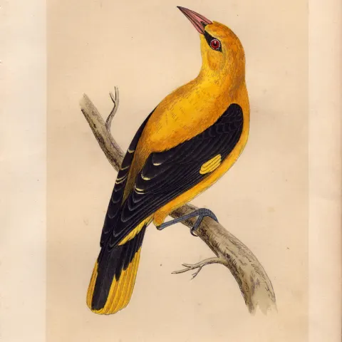 Golden Oriole  Rev Morris Antique History of British Birds Engraving.