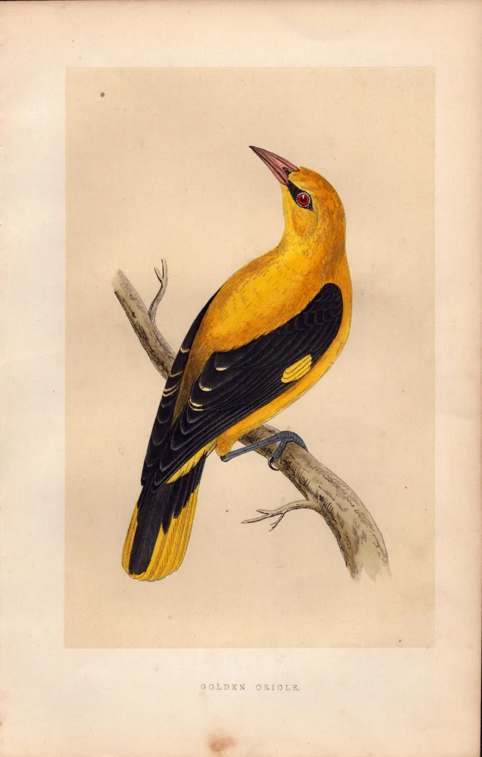 Golden Oriole  Rev Morris Antique History of British Birds Engraving.