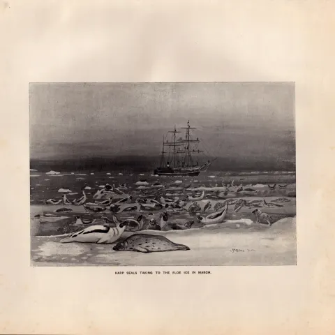 Harp Seals Taking to the Floe Ice  Rare Limited-Edition Antique Print-35.