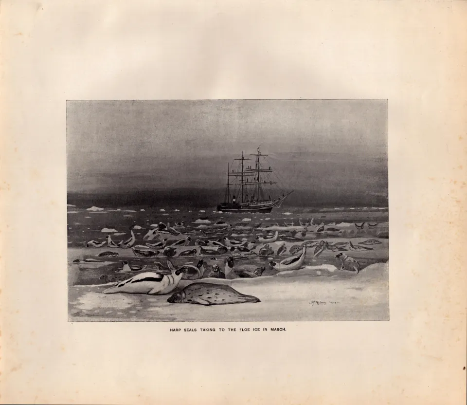Harp Seals Taking to the Floe Ice  Rare Limited-Edition Antique Print-35.