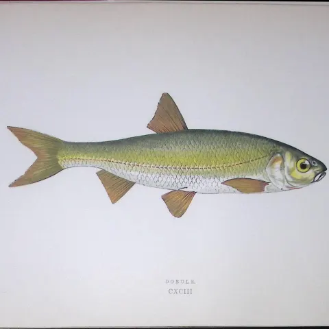 Dobule Fish Scarce Antique 1877 J. Couch Woodblock Engraving-129