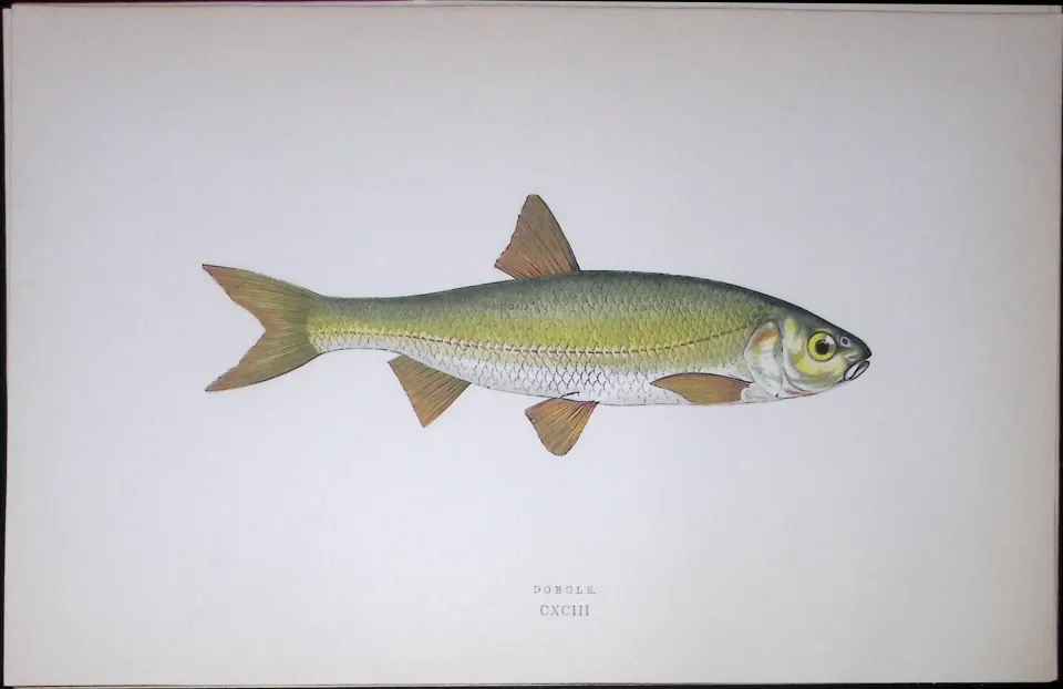 Dobule Fish Scarce Antique 1877 J. Couch Woodblock Engraving-129