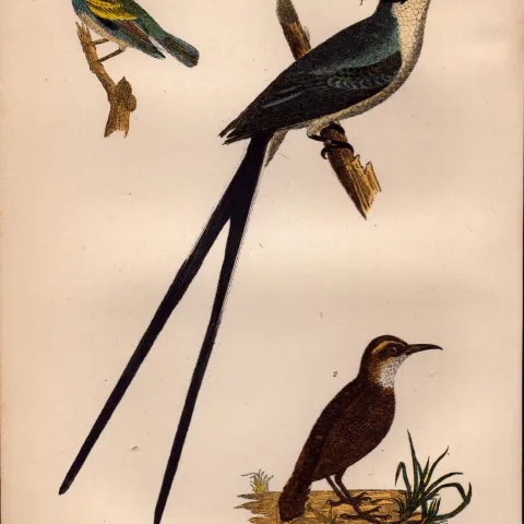 Alexander Wilson Rare American Birds- Fork-Tailed Flycatcher, Rocky Mountain Anteater-1.
