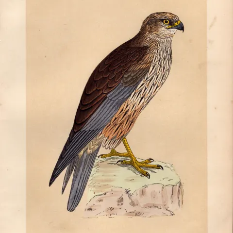 Marsh Harrier Rev Morris Antique History of British Birds Engraving.