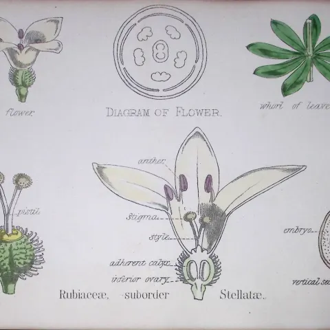 Rubiaceous Botanical Flower Diagram Rare Antique First Edition Illustration-46
