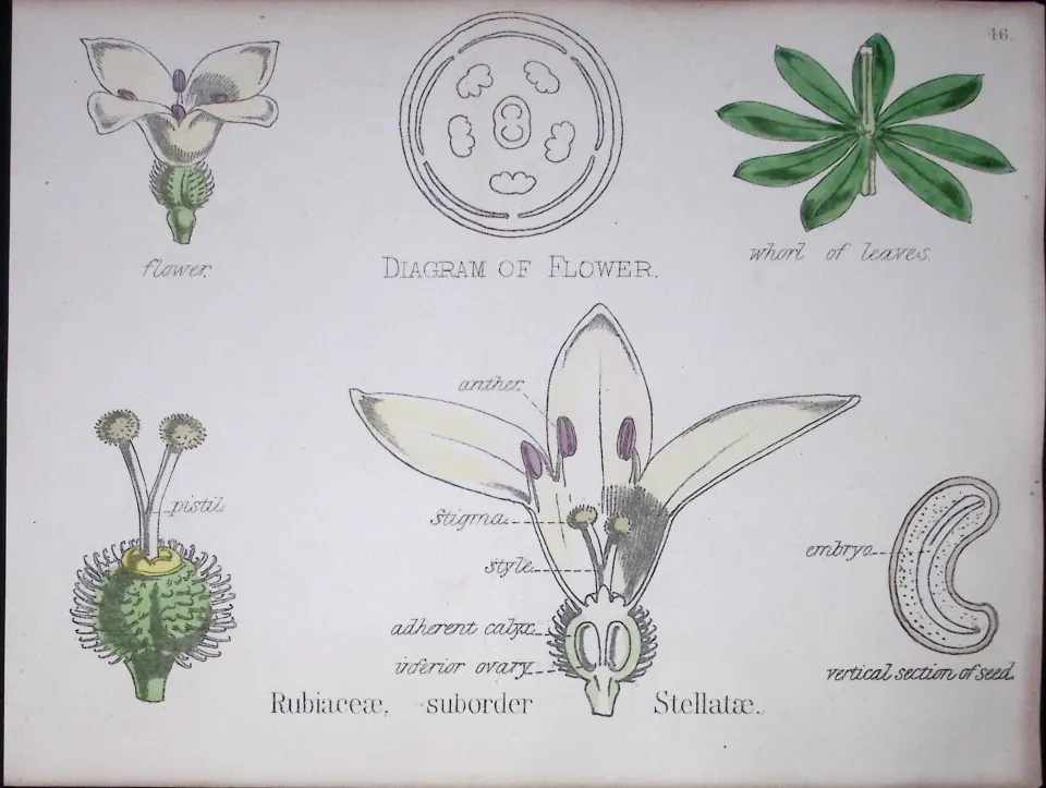 Rubiaceous Botanical Flower Diagram Rare Antique First Edition Illustration-46