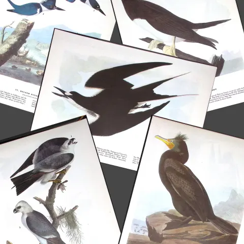 Job-Lot John James Audubon Birds of America 72-Year-Old Coloured Book Plates-31
