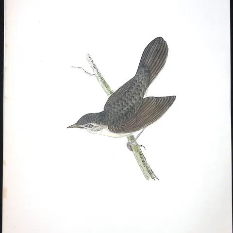 Grasshopper Warbler Rev Morris Antique History of British Birds 130 Years-Old Engraving-108