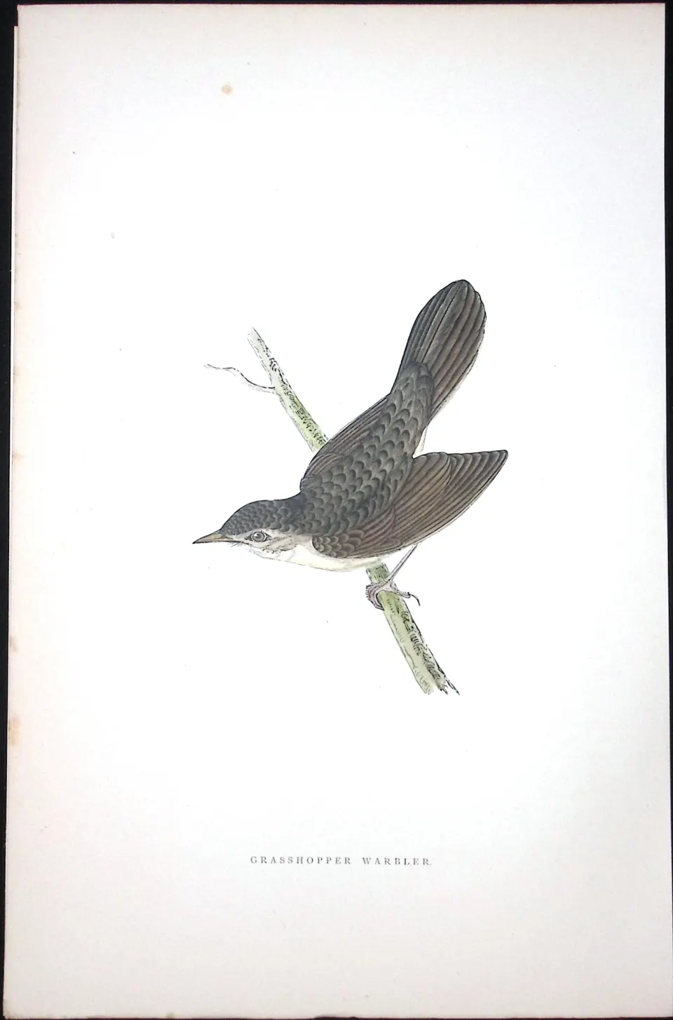Grasshopper Warbler Rev Morris Antique History of British Birds 130 Years-Old Engraving-108