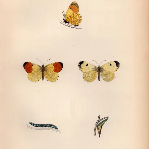 Orange Tip Hand Coloured Antique Butterfly Plate Rev Morris-38.