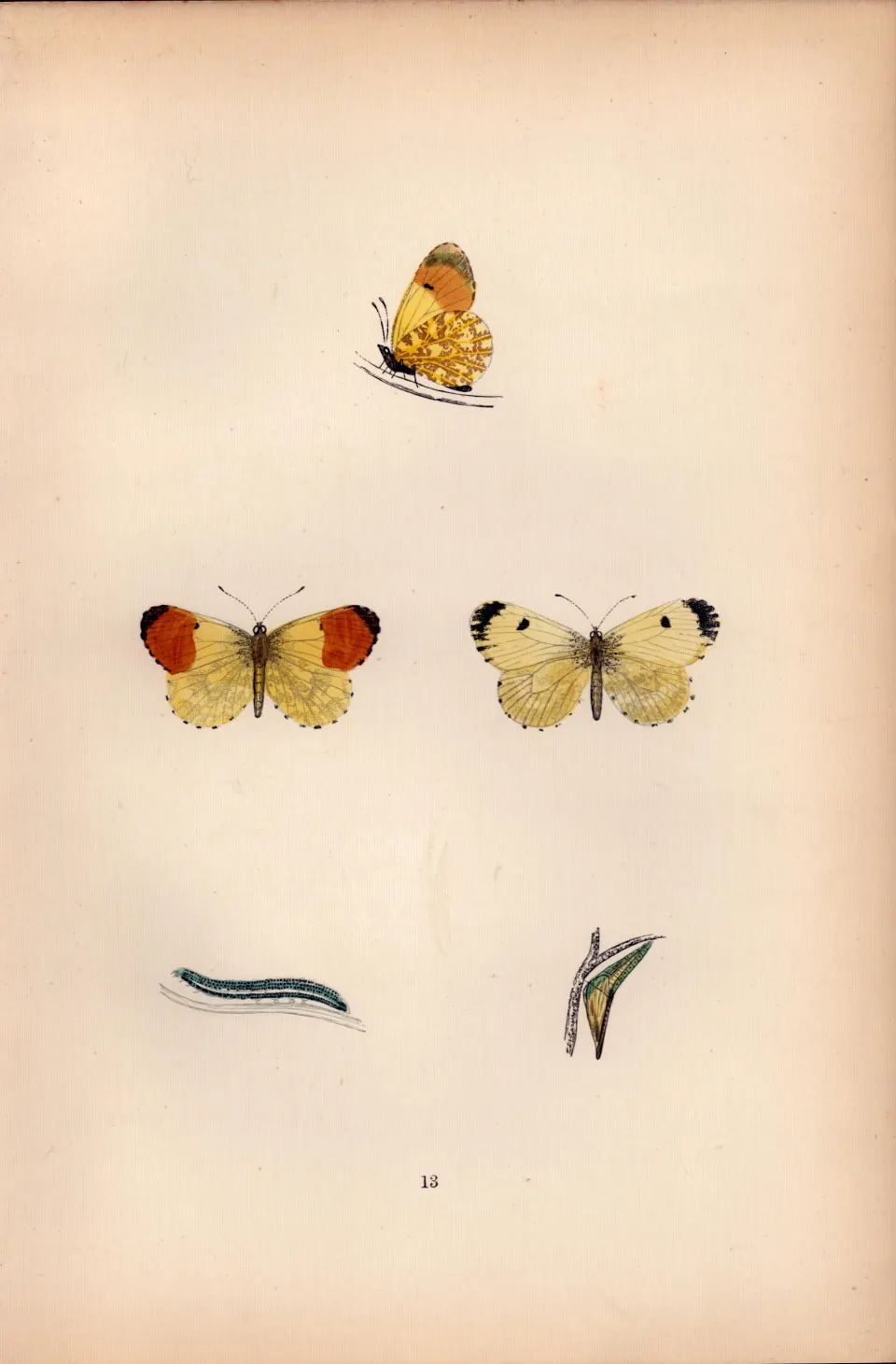 Orange Tip Hand Coloured Antique Butterfly Plate Rev Morris-38.