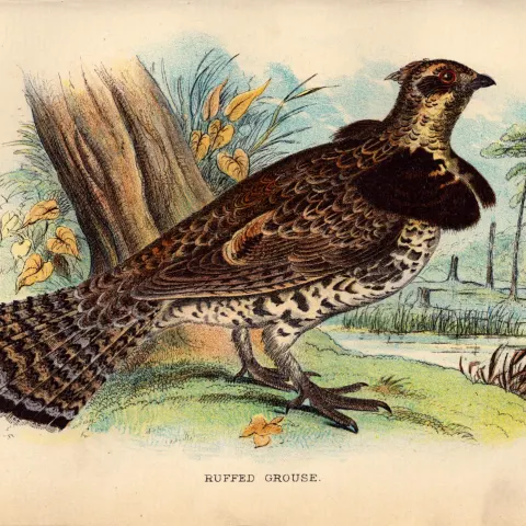 Ruffled Grose Game Birds 1896 Antique WR Ogilvie Grant Print.