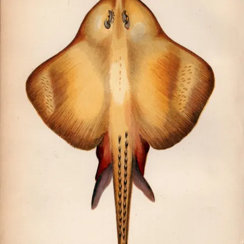 Shargreen Ray 1869 Antique Johnathan Couch Coloured Engraving.