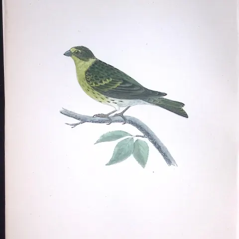 Serin Finch Rev Morris Antique History of British Birds 130 Years-Old Engraving-53