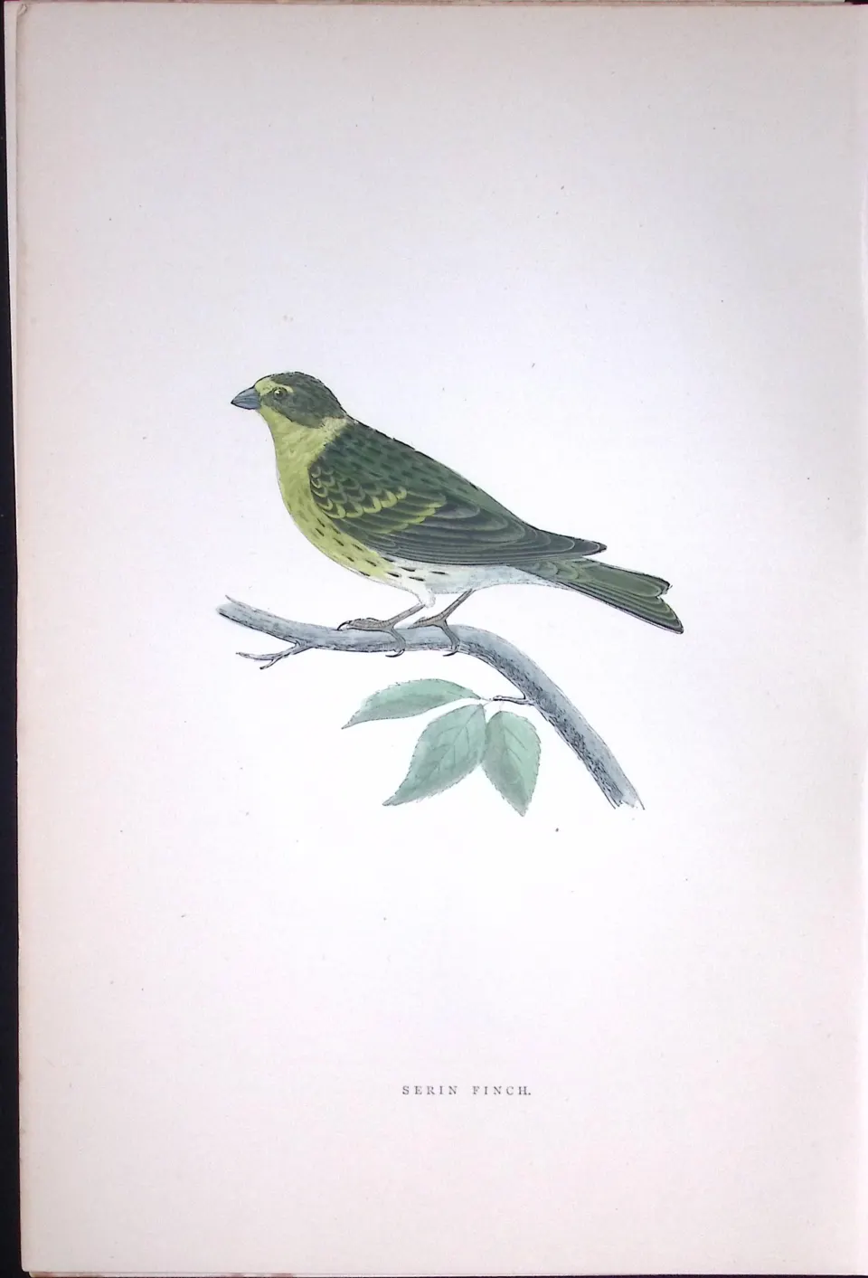 Serin Finch Rev Morris Antique History of British Birds 130 Years-Old Engraving-53