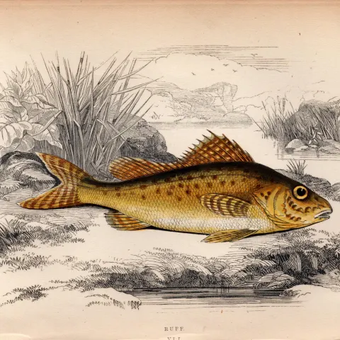 Ruff 1869 Antique Johnathan Couch Coloured Fish Engraving.