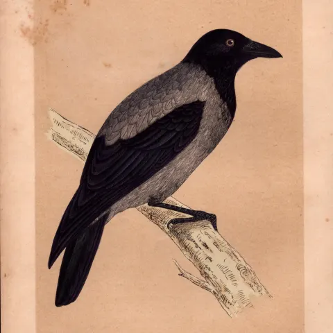 Hooded Crow Rev Morris Antique History of British Birds 170 Years-Old Engraving.