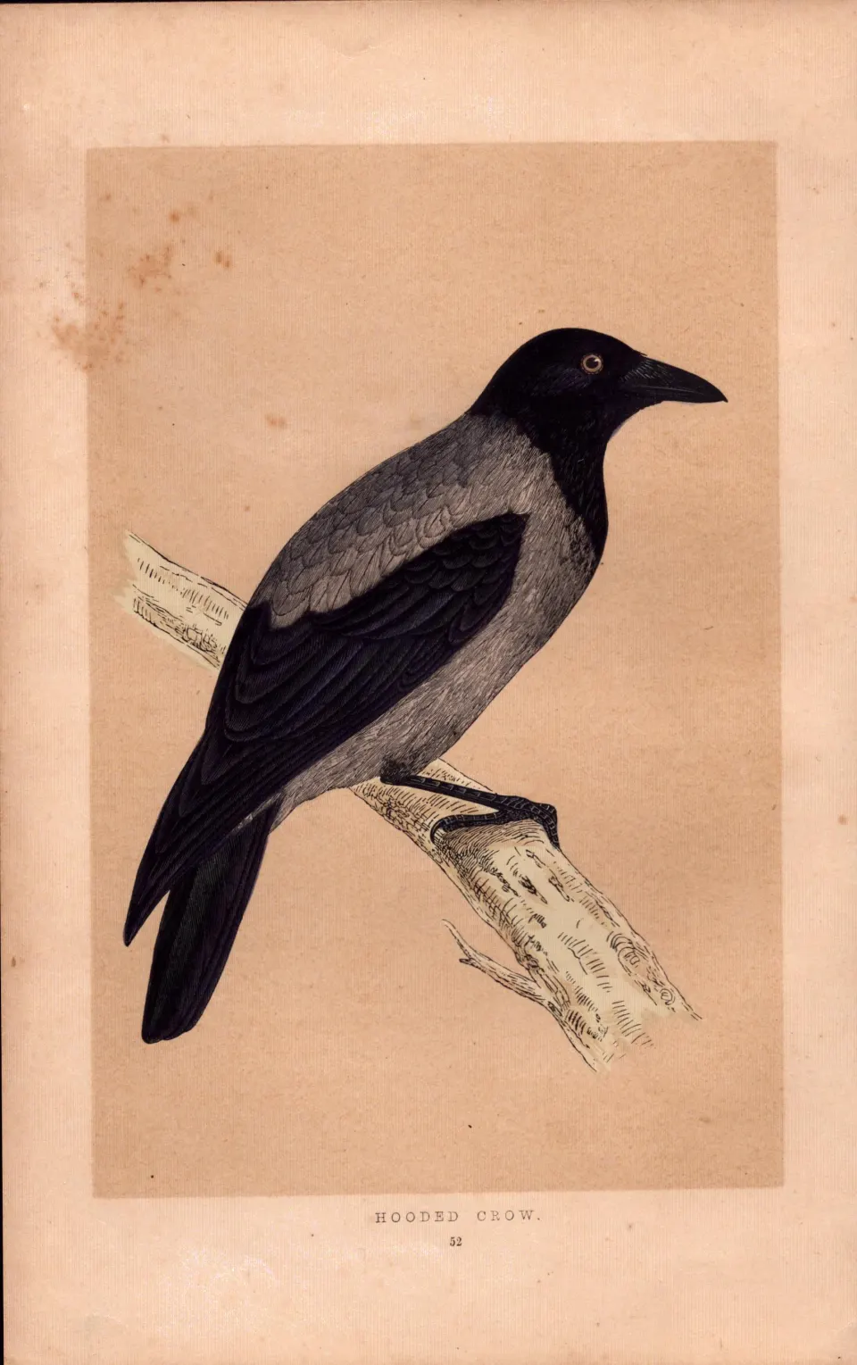 Hooded Crow Rev Morris Antique History of British Birds 170 Years-Old Engraving.